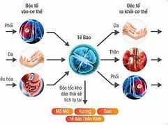 Đào Thải Độc Tố Cô Bé